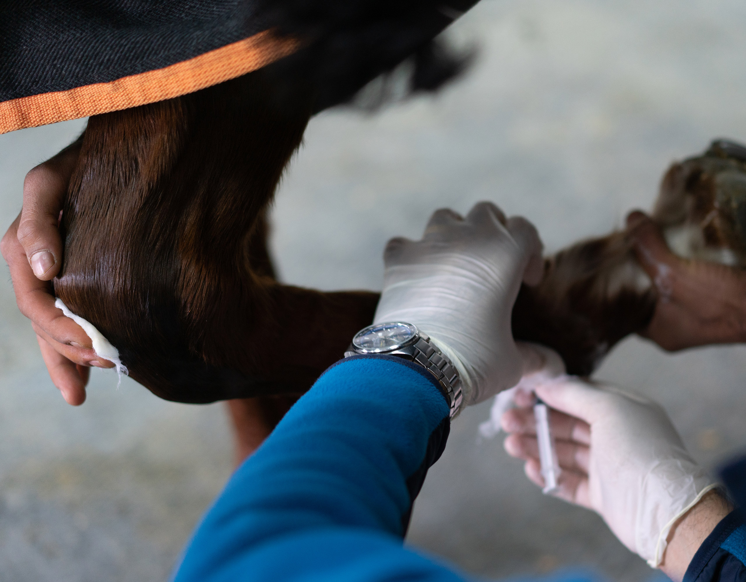Close up of vet working on horse feet