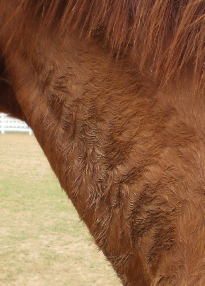close up of horse's coat