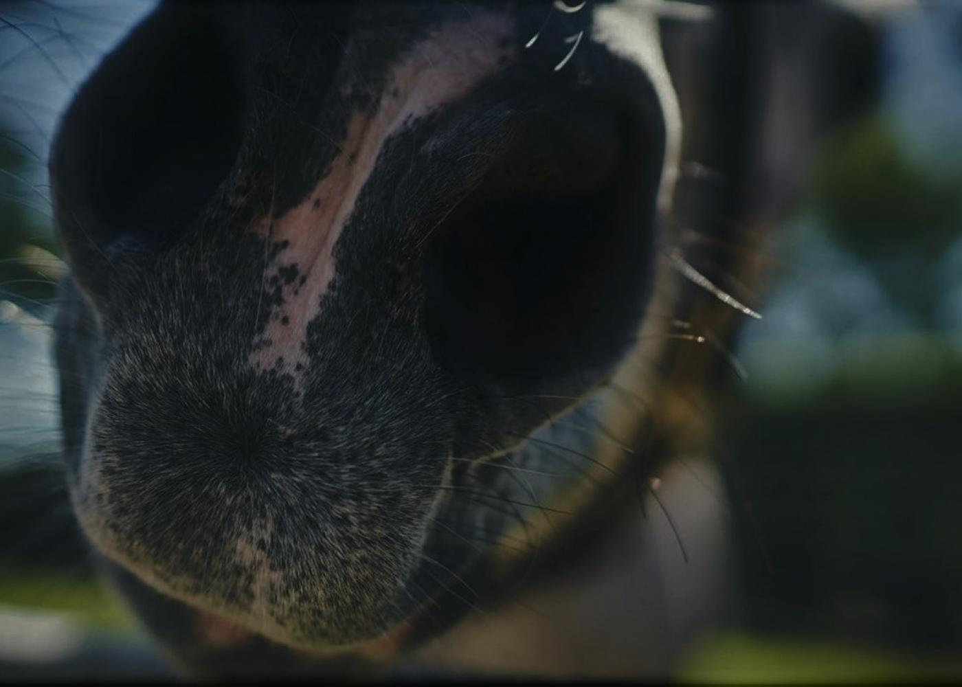 Closeup of horse muzzle