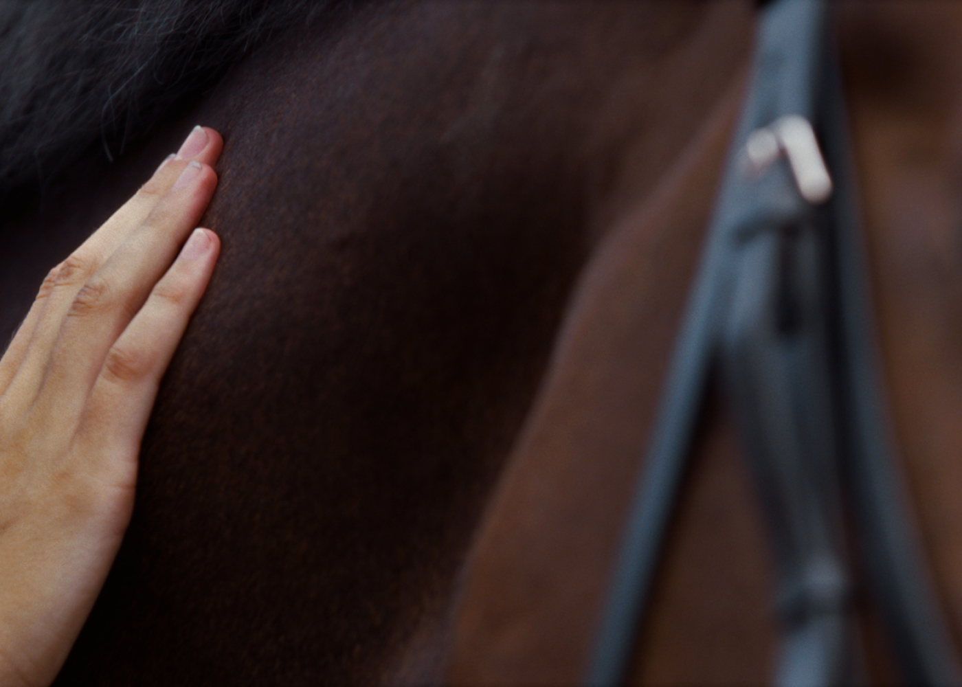 Horse owner petting horse