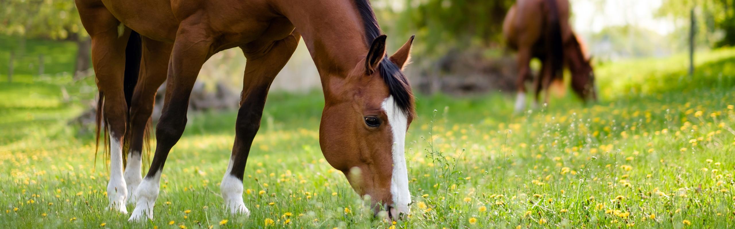 Horse eating and sniffing in a grassy field.