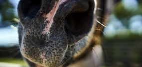 Close-up of horse mouth and nostrils