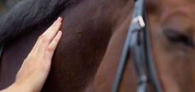 Hand gently placed on the side of a horse