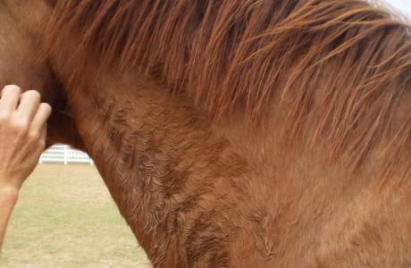 Horse exhibiting excess sweating. 