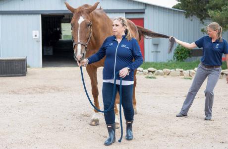 Brown horse with two vet's checking neurological health