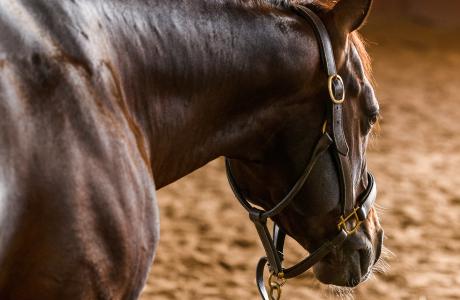 Horse pictured from the side as example of EHV1 Risk Evaluation and equine vaccines
