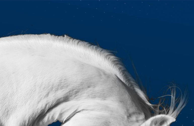 Top of horse with blue background