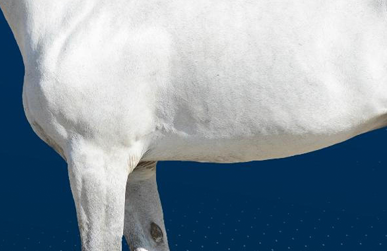 Bottom of white horse body with blue background
