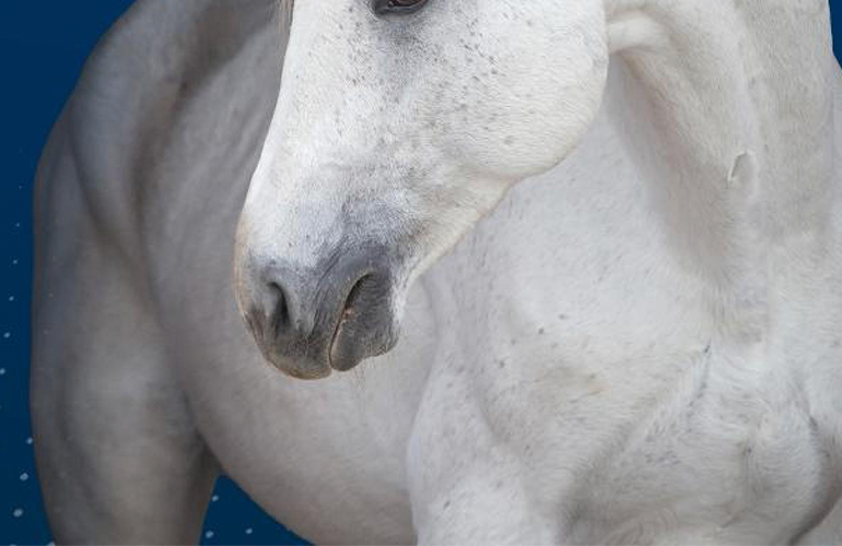 A shot of a horse with the focus on the horse's chest area.