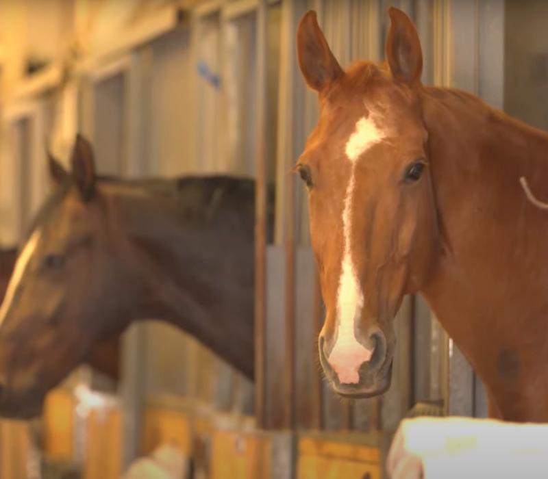 Horses in barn stalls