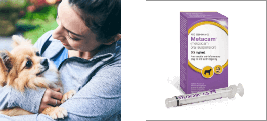 A woman pets her small dog and the 0.5mg dose of Metacam Oral Suspension