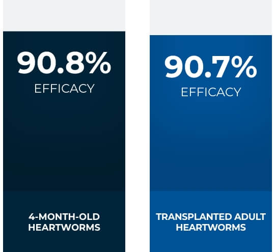 Bar graph showing 90.9% efficacy with 4 month old heartworms, and 90.7% efficacy for transplanted adult heartworms