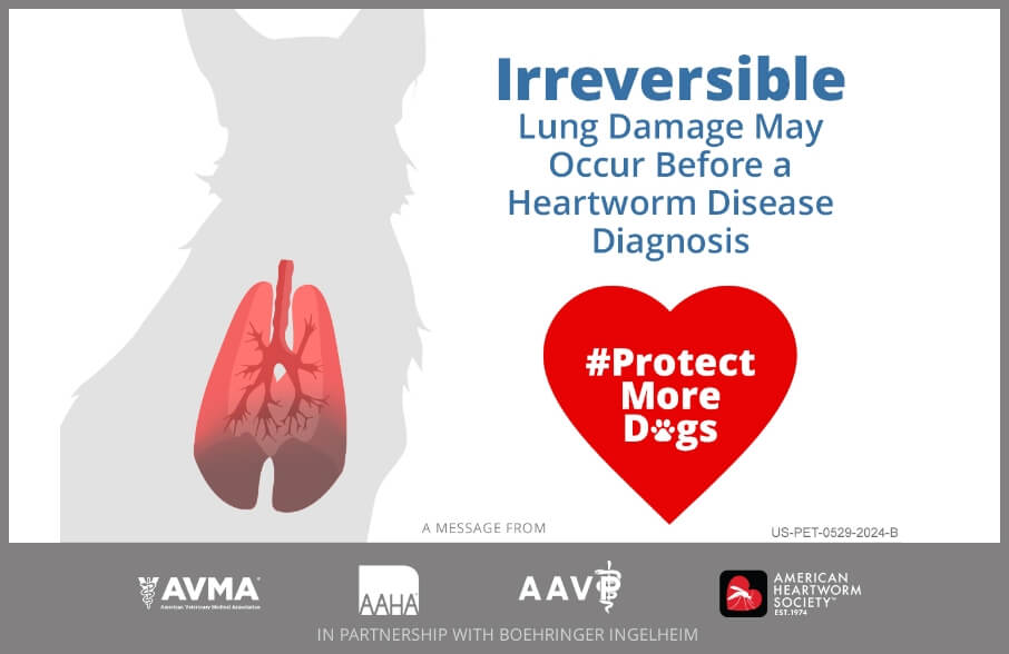 Image saying "irreversible lung damage may occur before a heartworm disease diagnosis"