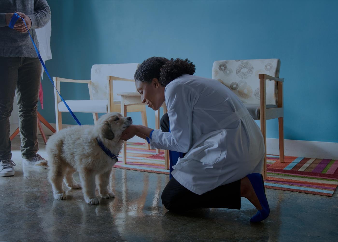 Veterinarian on one knee looking down at puppy