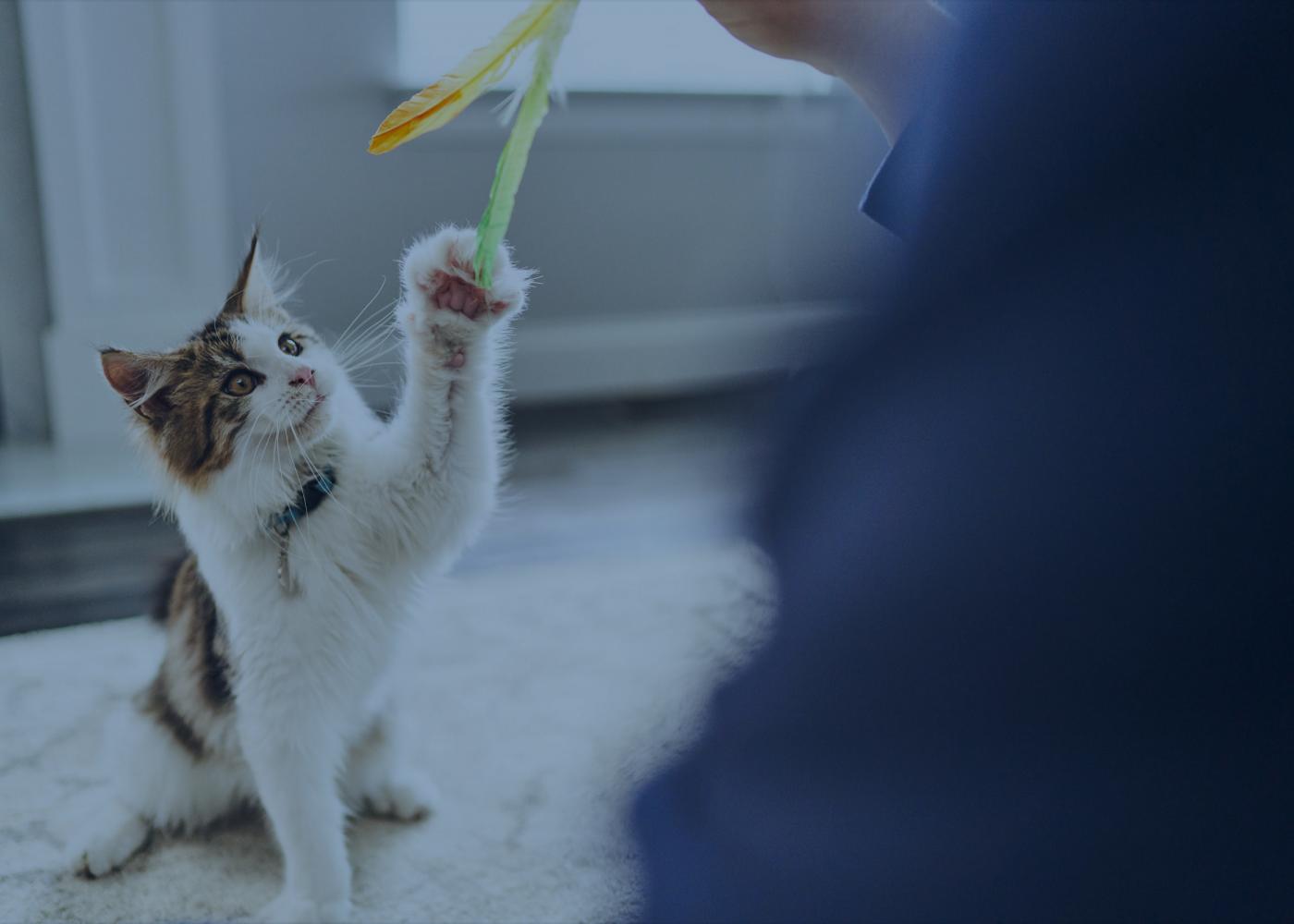 Brown and white cat playing with toy