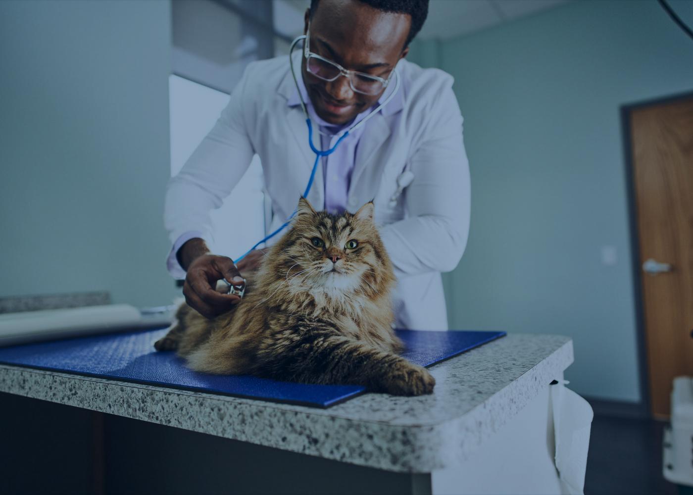 Male vet examining long-haired brown cat in the clinc