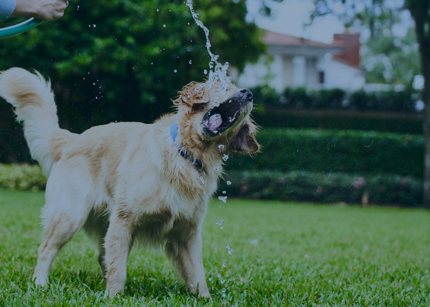 Dog drinks from a hose