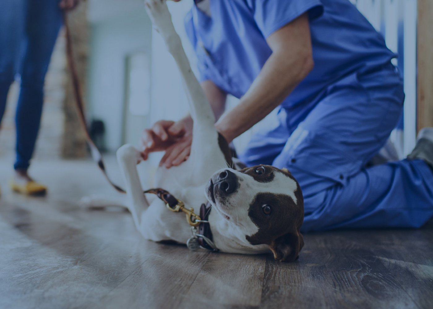 Vet pets a dog on the floor