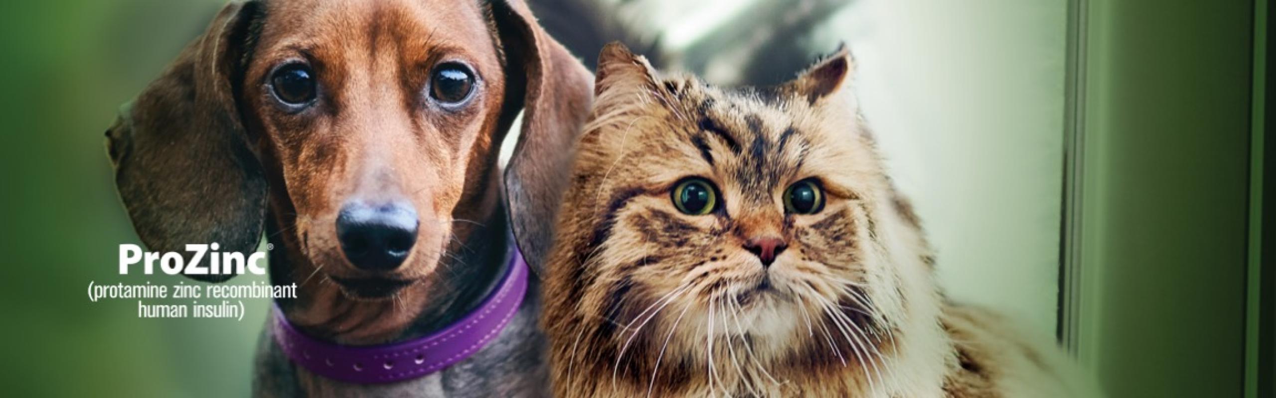 A dog and cat stand closely together