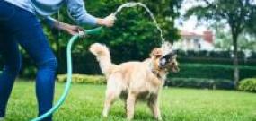 Person in yard letting Golden Retriever play with hose