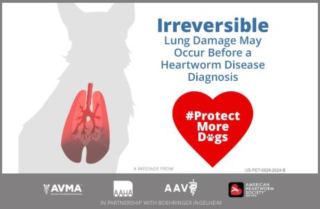 Image saying "irreversible lung damage may occur before a heartworm disease diagnosis"