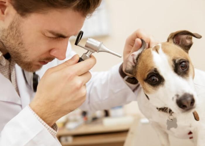 A vet inspects a dog's ear