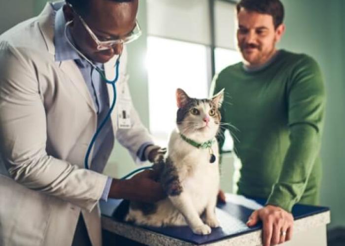 A vet inspects a cat while the client watches