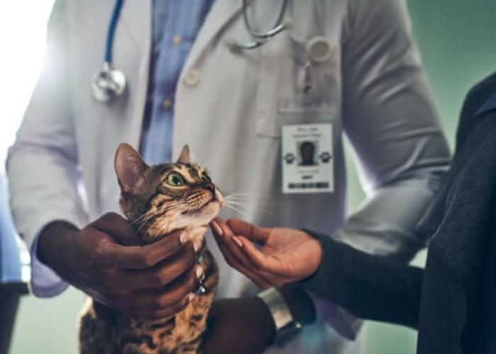 A vet holds a cat while the client pets it