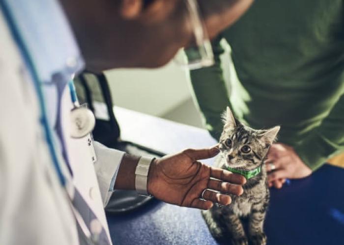 A vet inspects a kitten