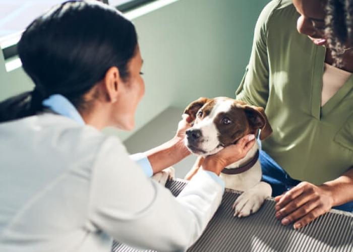 A vet holds a dog's face in her hands