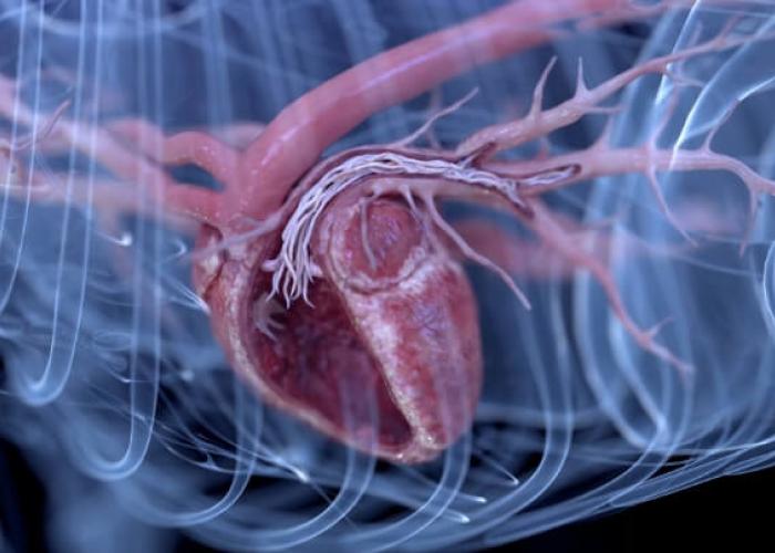 Imaging showing heartworms within a dog