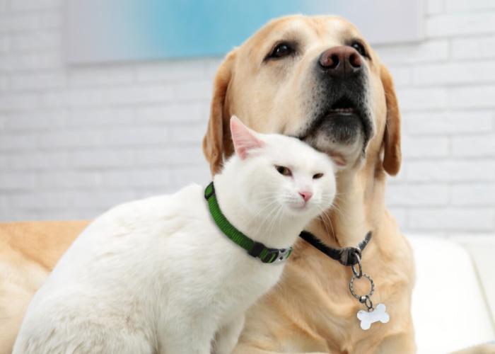 A white cat and a white lab sit next to each other