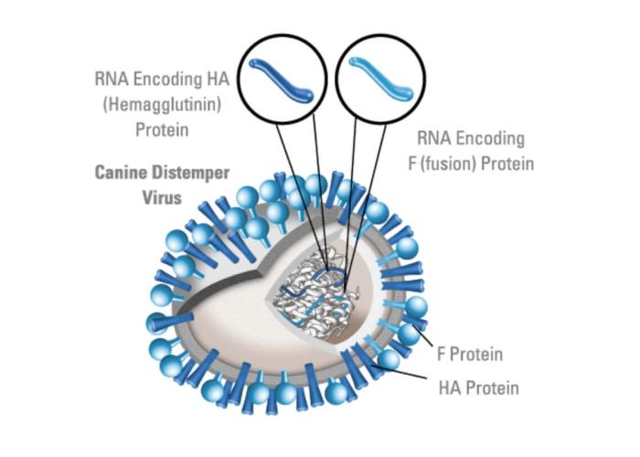 Diagram of a Canine Distemper Virus