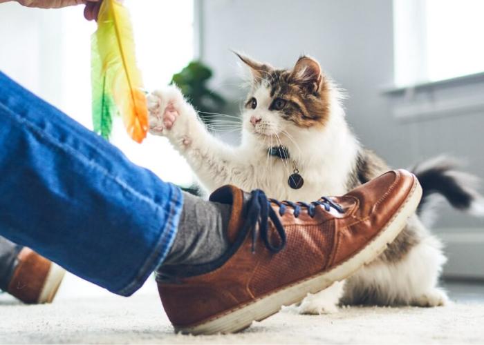 A cat plays with a feather toy