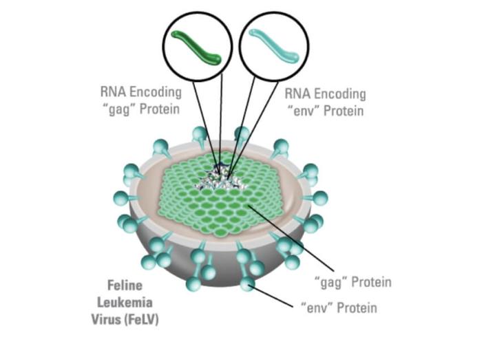 Diagram of the Feline Leukemia Virus