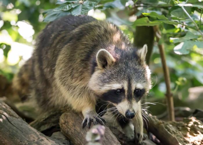 A raccoon crawls over brush