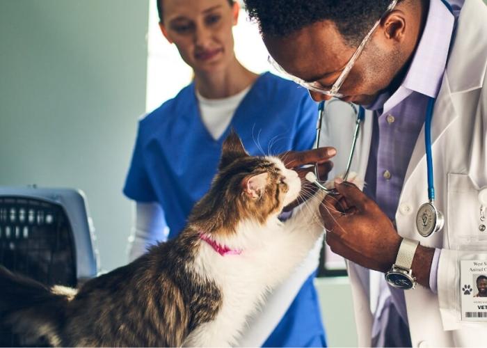 A vet pets a cat