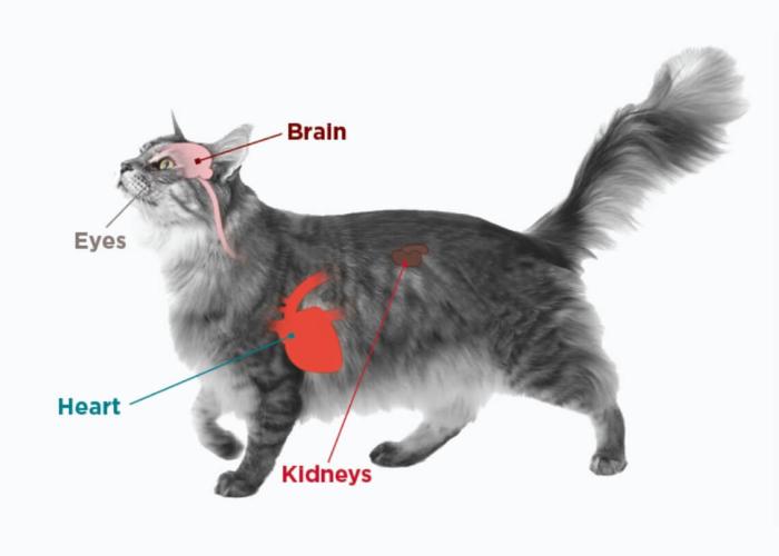 A anatomically labeled diagram of a cat 