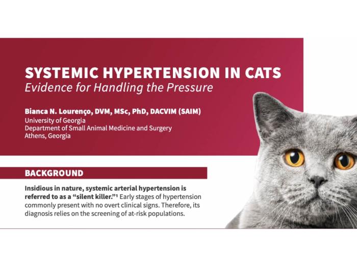 Title card for the "Systemic Hypertension in Cats" education course