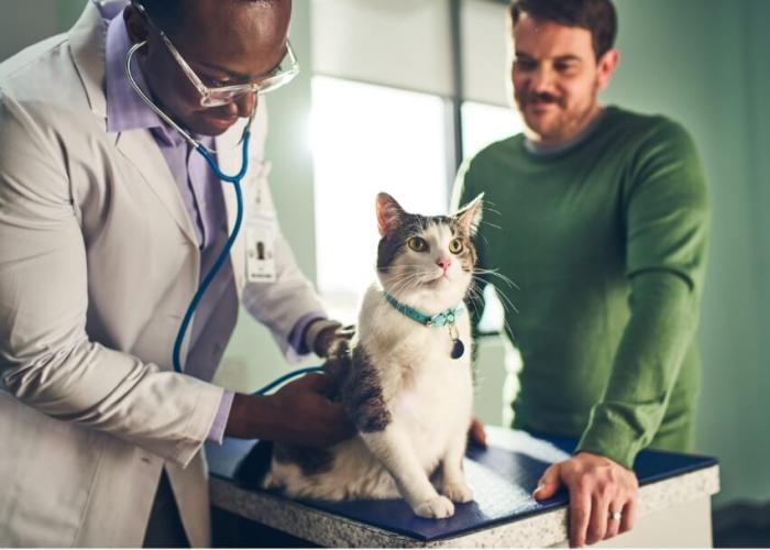 A man and a vet admire a cat