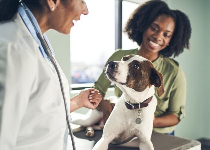 A vet and a client both pet a dog 