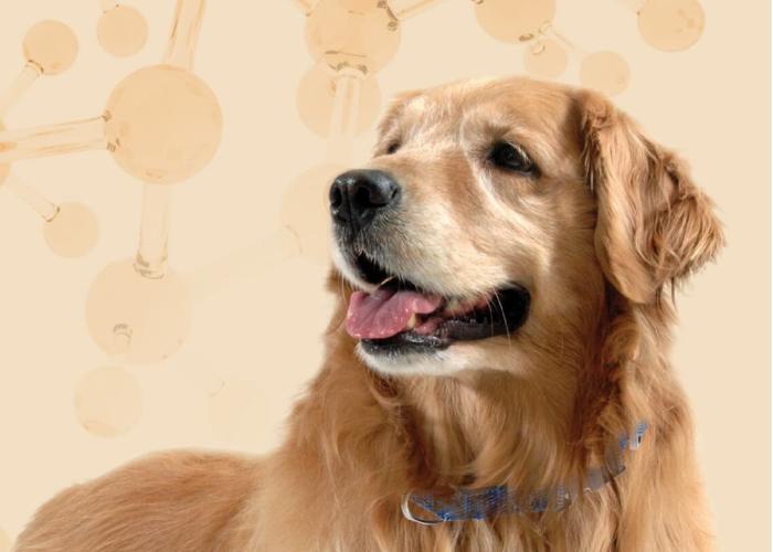 An image of a golden retriever with a background of molecular structures