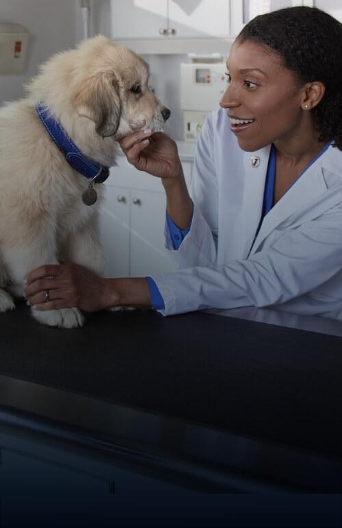A vet inspects a white dog