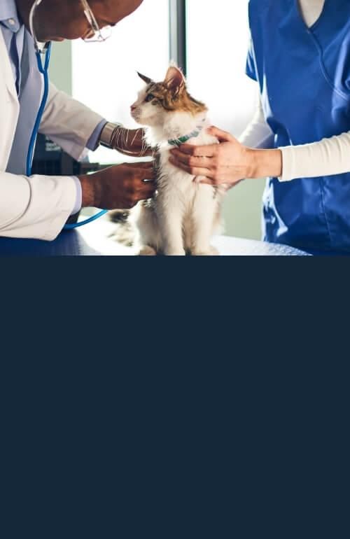 A cat is being inspected by a vet