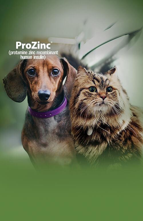 Conference Page Boehringer Ingelheim Animal Health