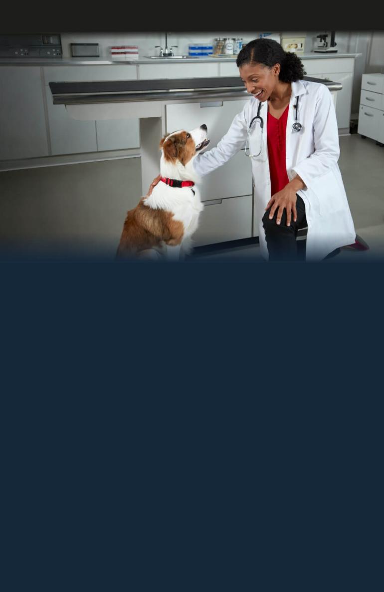 A vet pets a dog in her clinic