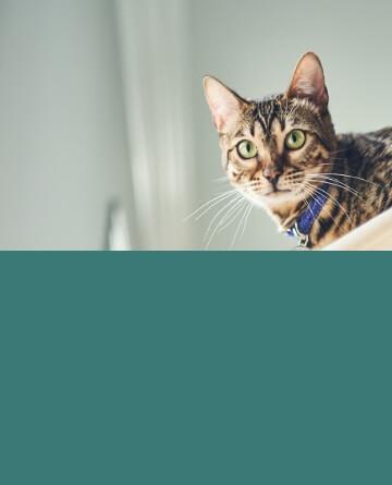 A cat with a blue collar looks at you