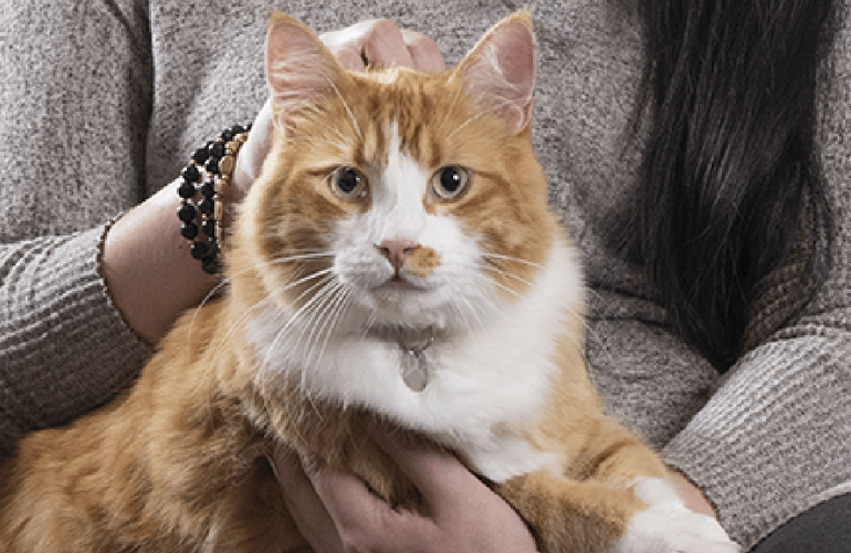 Moving Feline Healthcare Forward