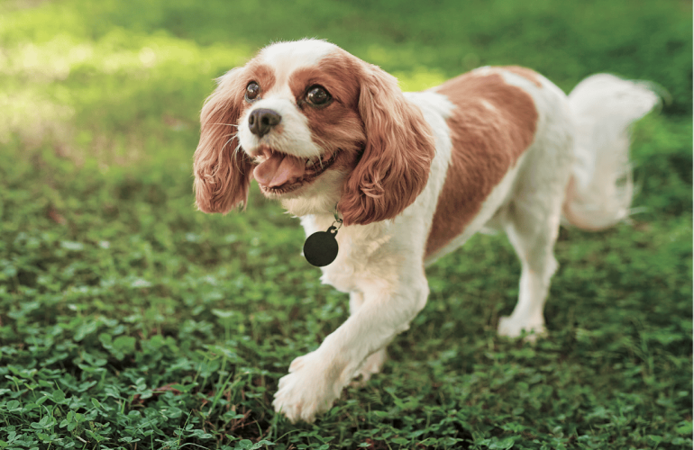 Breaking New Ground in Canine Healthcare