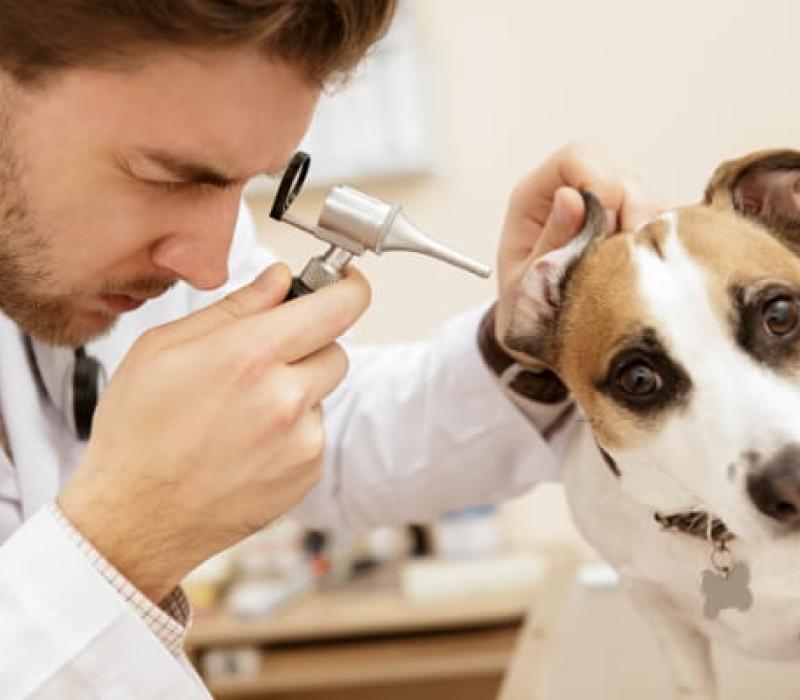 A vet inspects a dog's ear